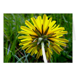 Back of Dandelion
