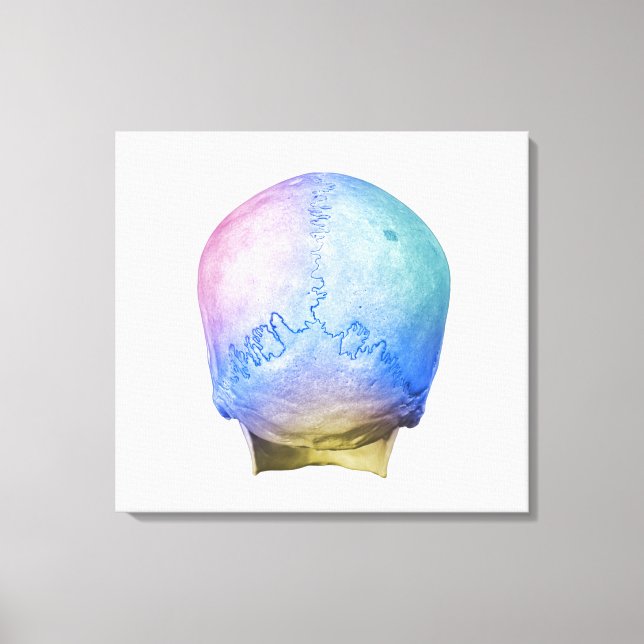 Back of Human Skull Canvas Print (Front)