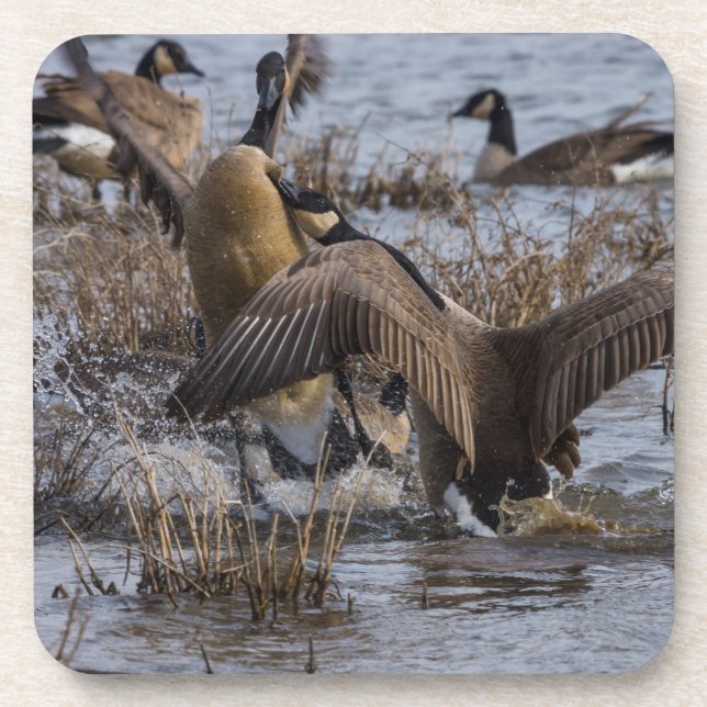 Back Off Coaster (Front)