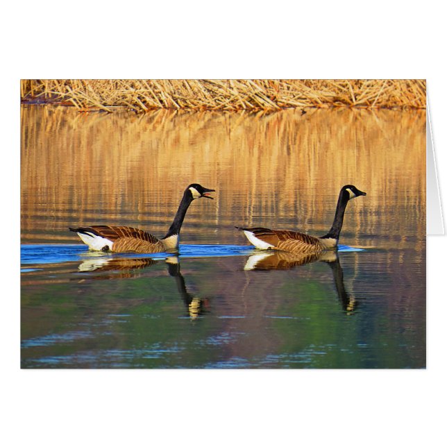 Back Seat Driver (Front Horizontal)