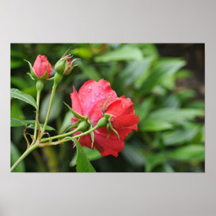 Back side of tiny pink roses with rain drops poster