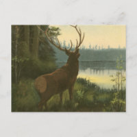 Back view of Elk Looking over a Lake