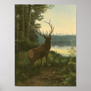 Back view of Elk Looking over a Lake Poster