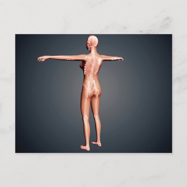 Back View Of Female Body With Skeletal System Postcard (Front)