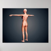 Back View Of Female Body With Skeletal System