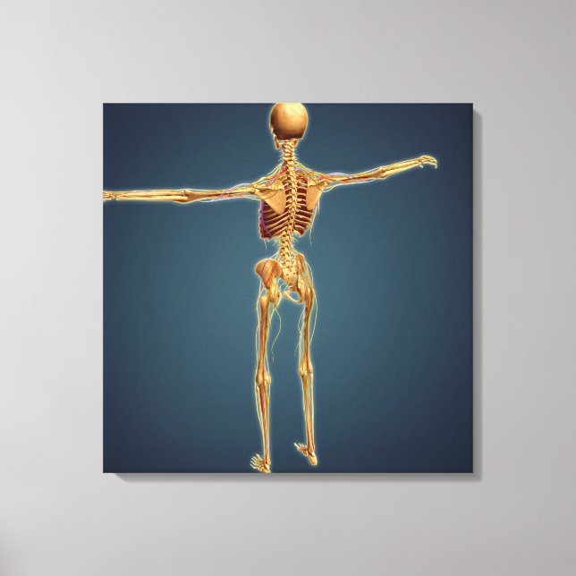 Back View Of Human Skeleton With Nervous System Canvas Print (Front)