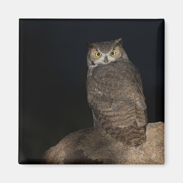 Back yard Great Horned Owl Magnet (Front)