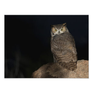 Back yard Great Horned Owl Photo Print