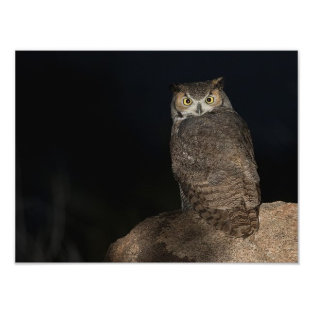 Back yard Great Horned Owl Photo Print (Front)