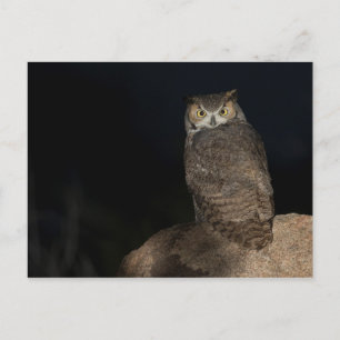 Back yard Great Horned Owl Postcard