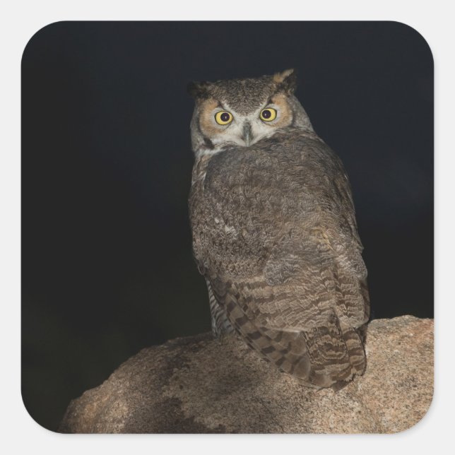 Back yard Great Horned Owl Square Sticker (Front)