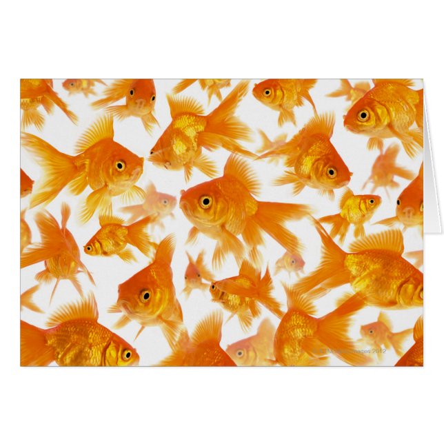 Background Showing a Large Group of Goldfish (Front Horizontal)