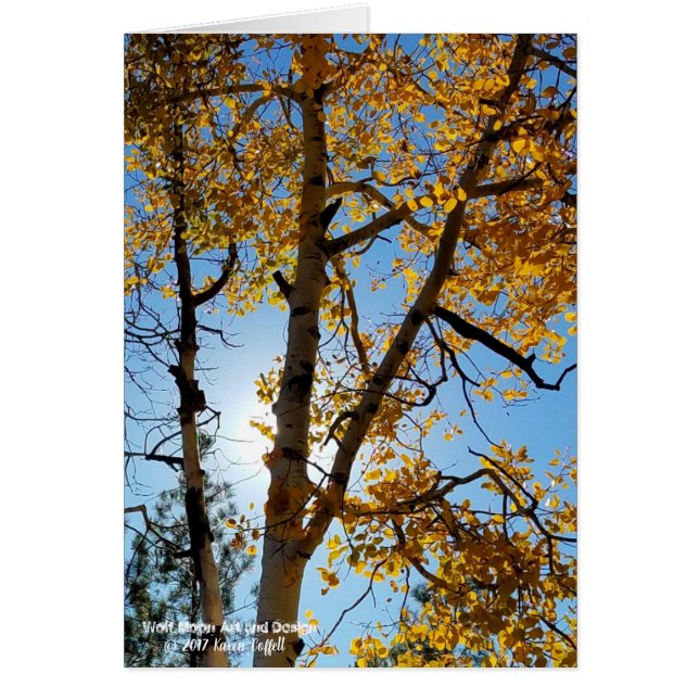 Backlit Aspen Tree Fall Foliage Blue Sky Arizona (Front)