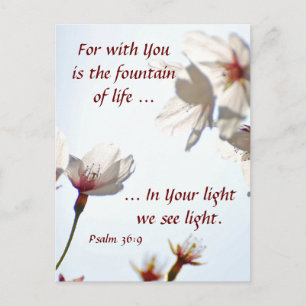 Backlit Cherry Blossoms 2 Postcard