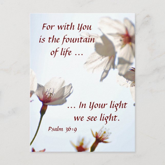 Backlit Cherry Blossoms 2 Postcard (Front)