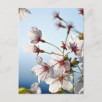 Backlit Cherry Blossoms