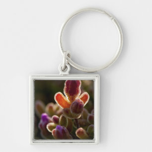 Backlit Colourful Succulent Flower Bud With Rim Key Ring
