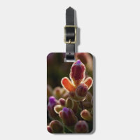 Backlit Colourful Succulent Flower Bud With Rim