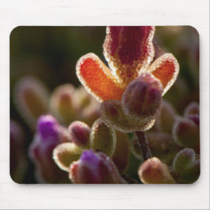 Backlit Colourful Succulent Flower Bud With Rim Mouse Pad