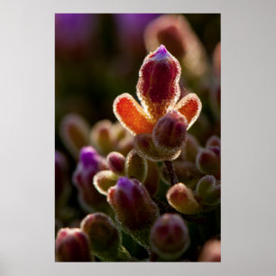 Backlit Colourful Succulent Flower Bud With Rim Poster