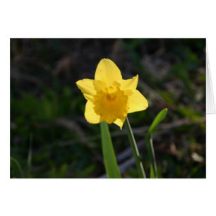 Backlit Daffodil card