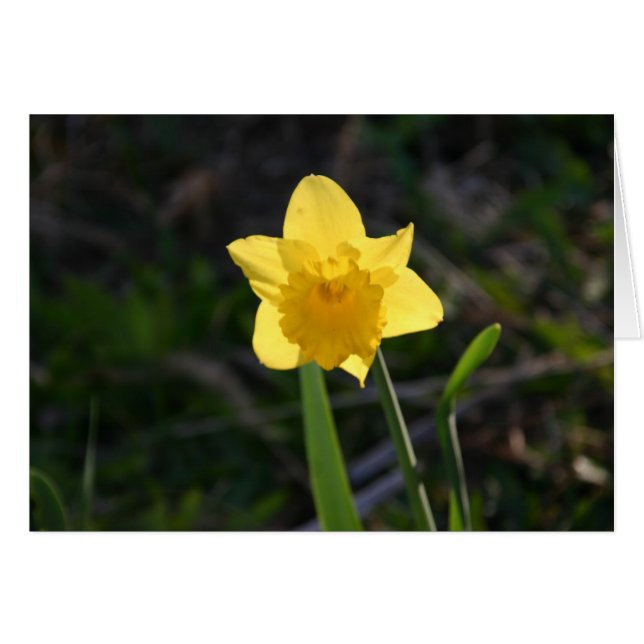 Backlit Daffodil card (Front Horizontal)