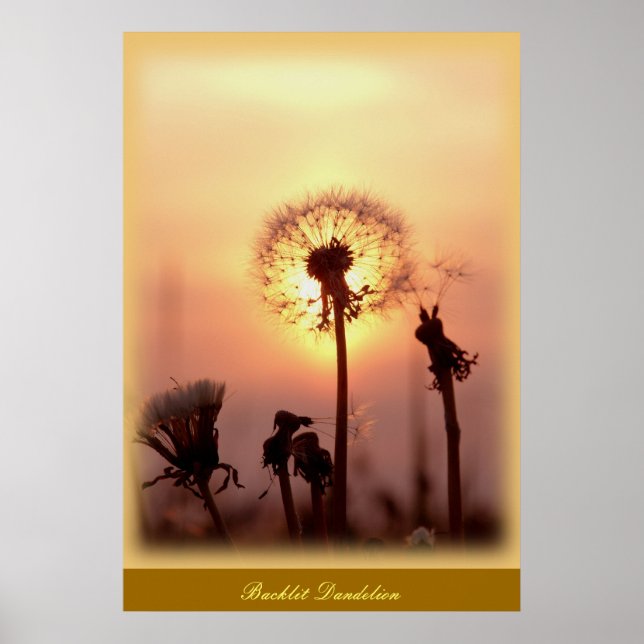 Backlit Dandelion - Chisasibi Quebec Canada Poster (Front)