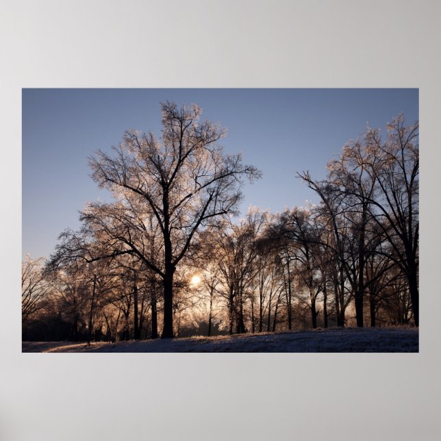 Backlit icy trees poster (Front)