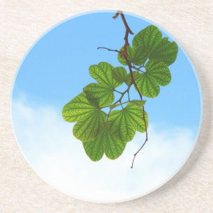 Backlit Leaves and Sky Sandstone Coaster