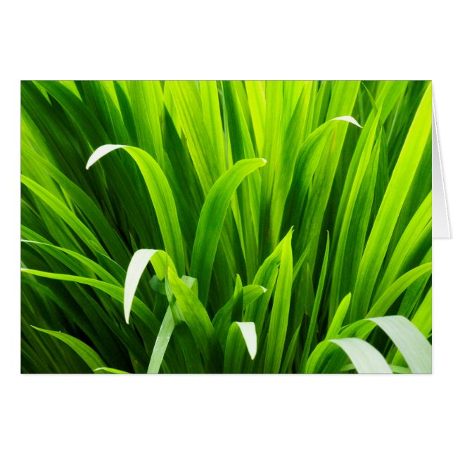 Backlit Leaves in Garden (Front Horizontal)