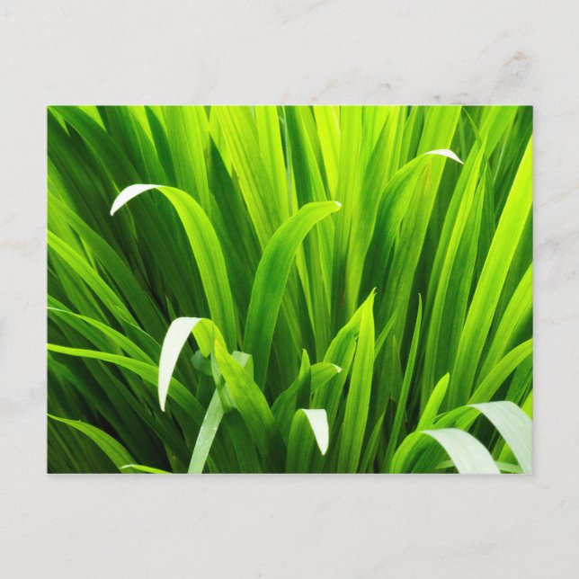 Backlit Leaves in Garden Postcard (Front)