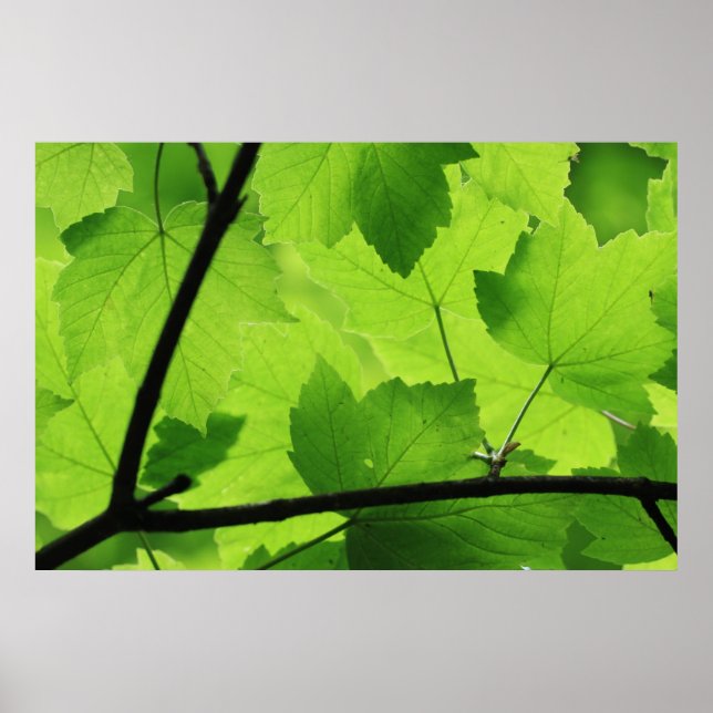Backlit Leaves Print (Front)