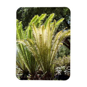 Backlit palms magnet