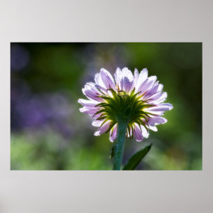 Backlit Purple Wildflower With Dewdrops Poster