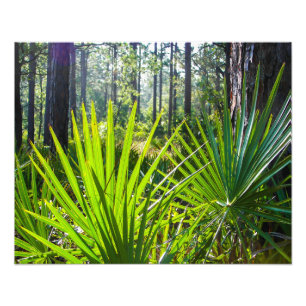 Backlit Saw Palmetto Fronds Photo Print