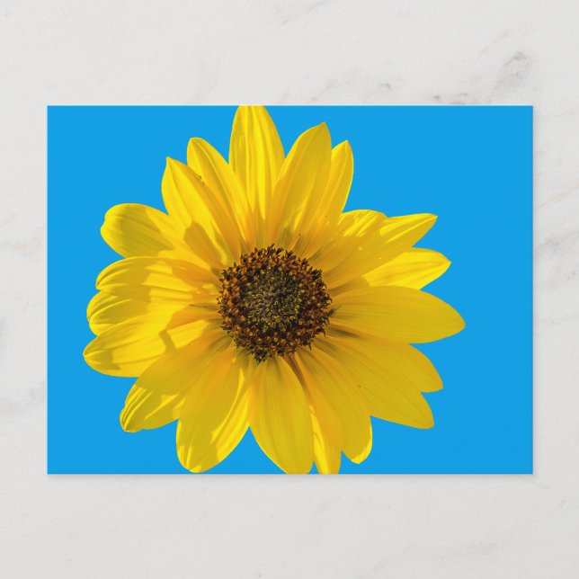 Backlit Sunflower (Helianthus) Postcard (Front)