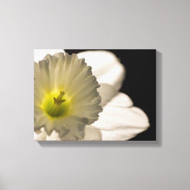 Backlit White Daffodil Flower Canvas Print (Front)