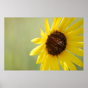 Backlit Wild Sunflower Canvas Poster