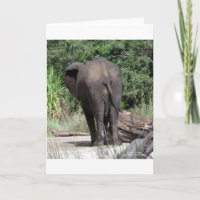 Backside of Elephant