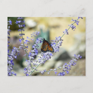 Backyard Beauties (spiders too in comment wall) Postcard