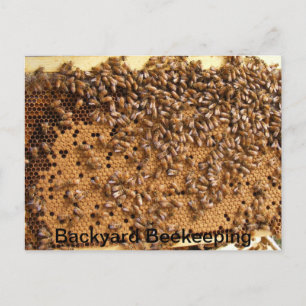 Backyard Beekeeping Postcard