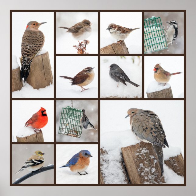 Backyard Birds in Snow Poster (Front)