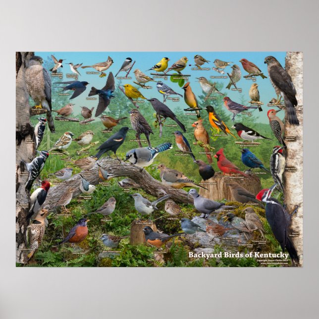 Backyard Birds of Kentucky Poster (Front)