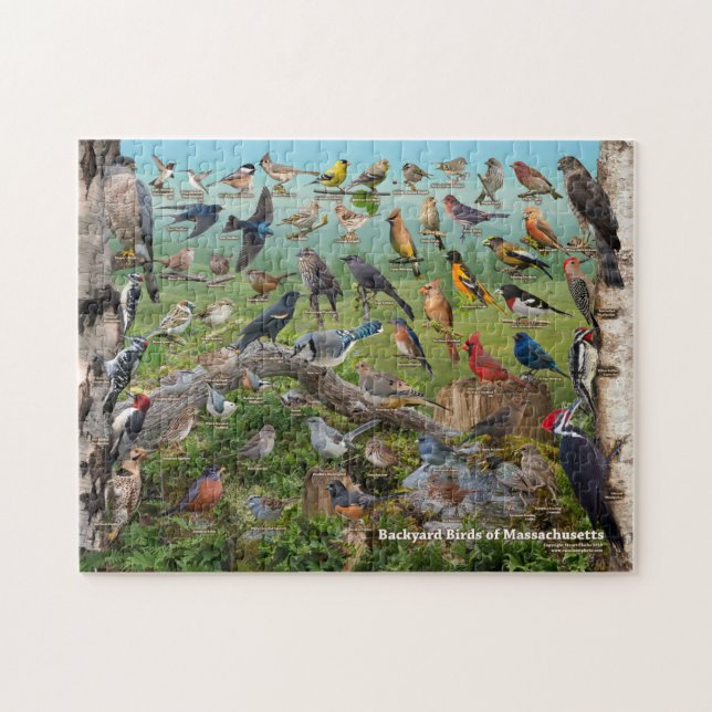 Backyard birds of Massachusetts Jigsaw Puzzle (Horizontal)