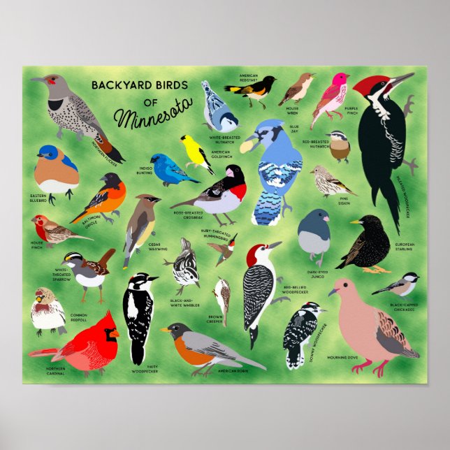 Backyard Birds of Minnesota Poster (Front)