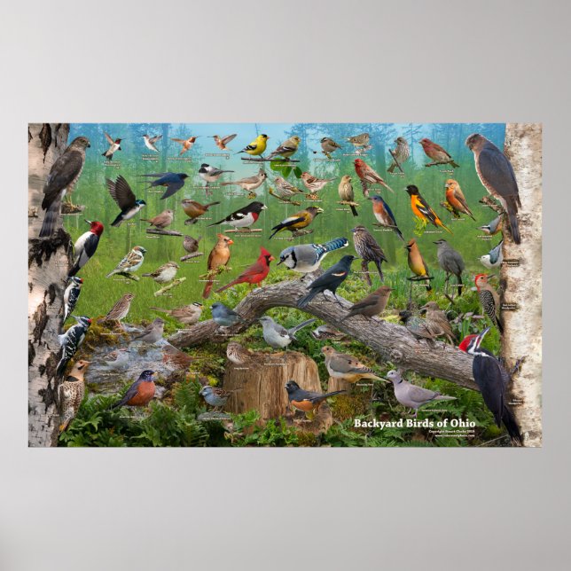 Backyard Birds of Ohio Large Poster (Front)