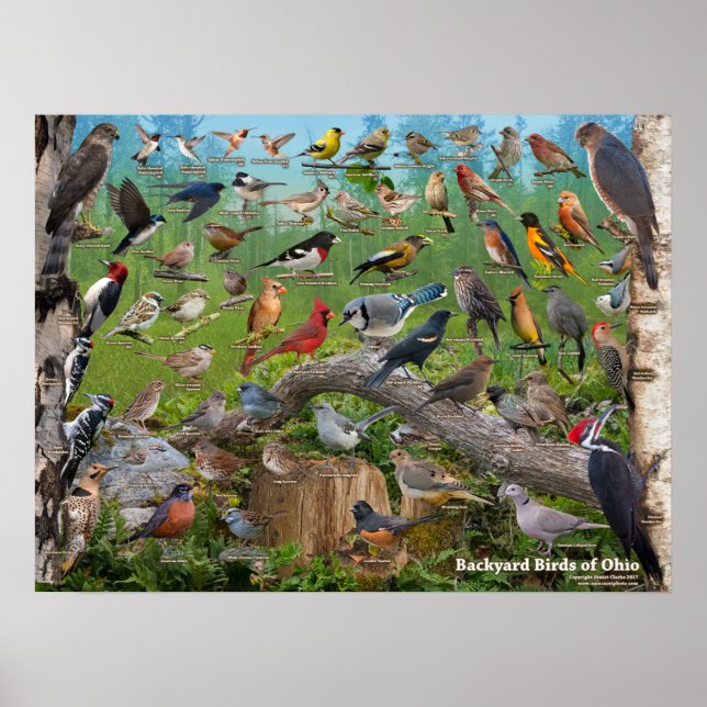 Backyard Birds of Ohio Poster (Front)