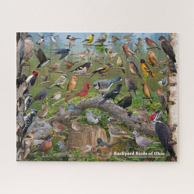 Backyard Birds of Ohio Puzzle (Horizontal)
