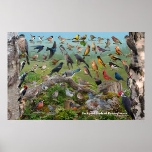 Backyard Birds of Pennsylvania Custom SIze Poster