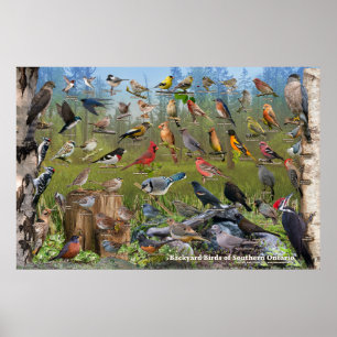 Backyard Birds of Southern Onario Poster